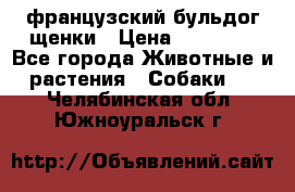 французский бульдог щенки › Цена ­ 50 000 - Все города Животные и растения » Собаки   . Челябинская обл.,Южноуральск г.